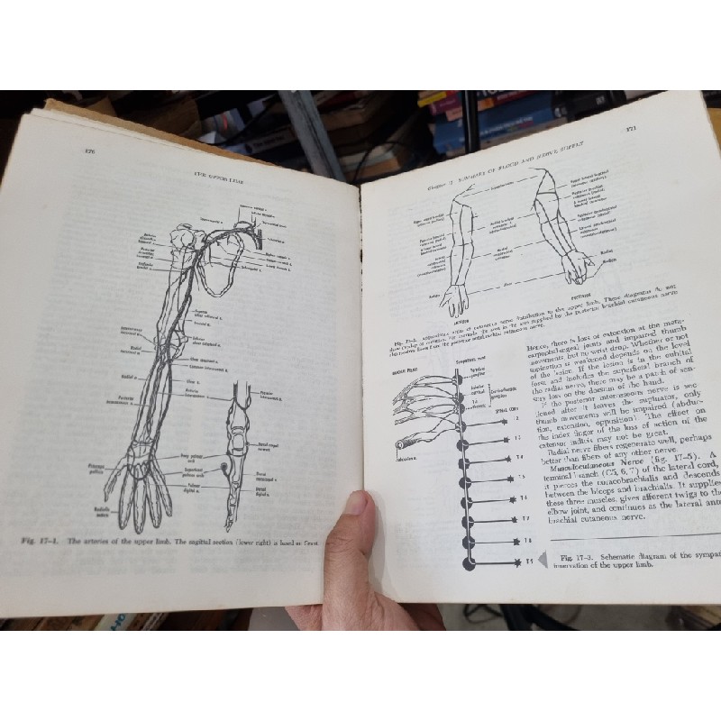 ANATOMY : A REGIONAL STUDY OF HUMAN STRUCTURE (3rd Edition) - E. Gardner, D.J. Gray, R.O'Rahilly 138143