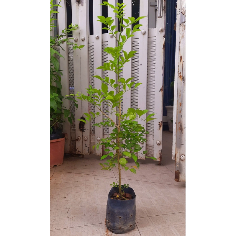 Cây nguyệt quế - cây giống như hình 78129