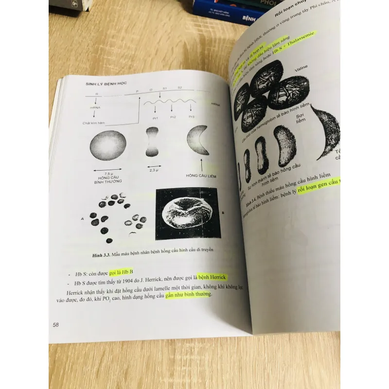 SINH LÝ BỆNH HỌC  1013031