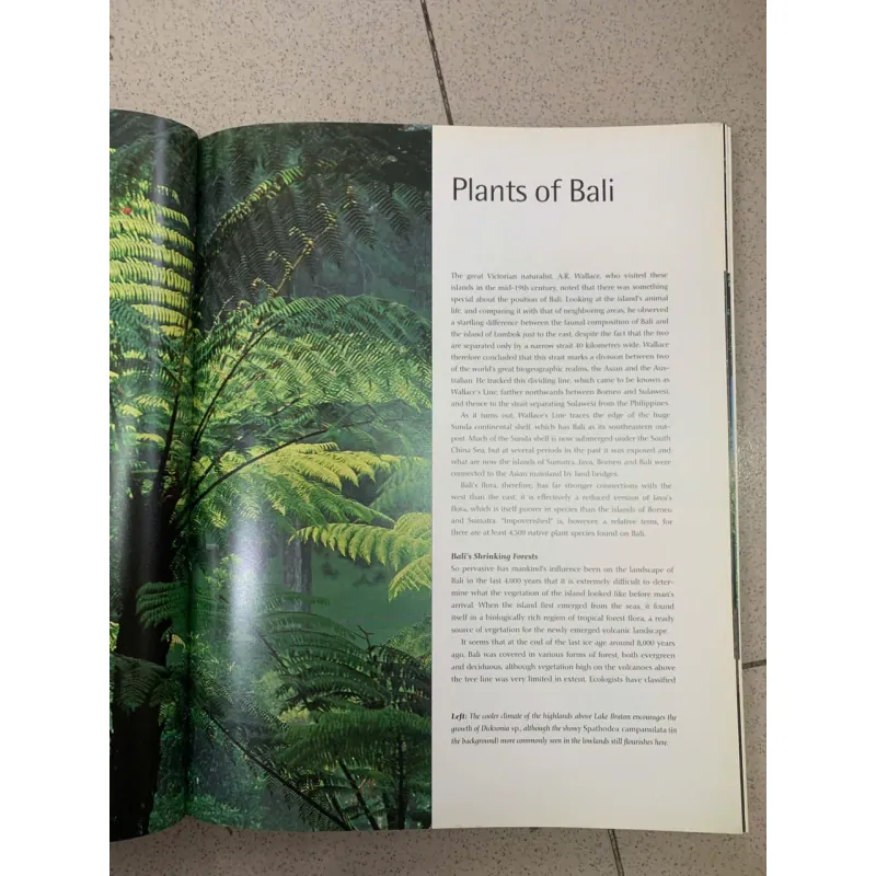 BALINESE GARDENS (KHU VƯỜN BALI) - WILLIAM WARREN 753496