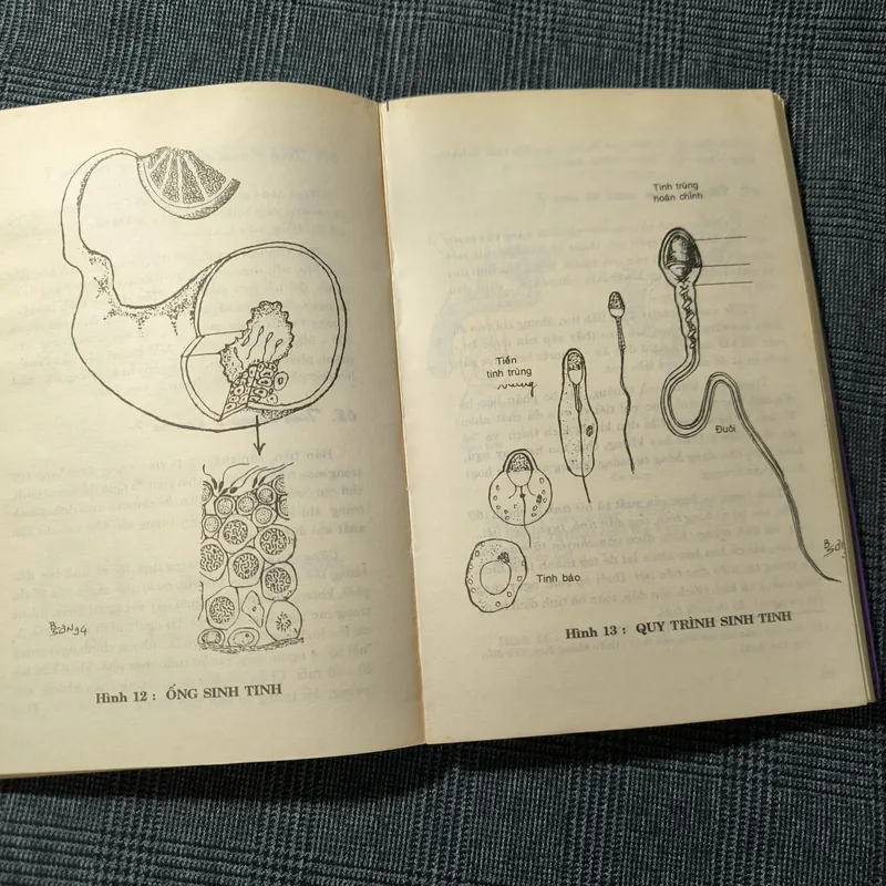 (Giáo dục giới tính cho thanh thiếu niên) Người con gái lấy chồng - BS. Trần Bồng Sơn 697731