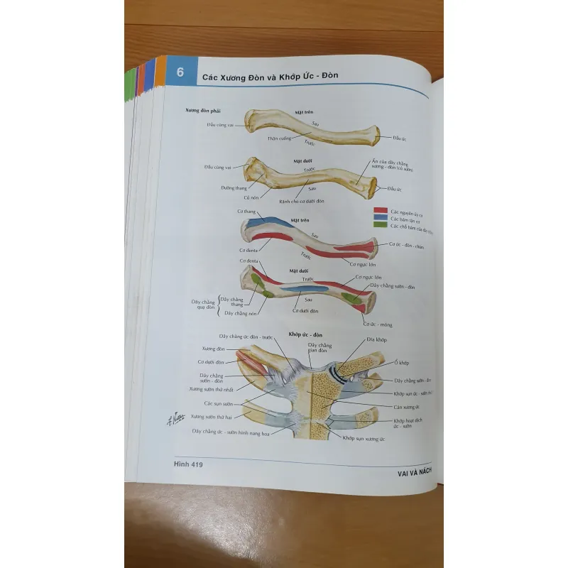 ATLAS GIẢI PHẪU NGƯỜI  761036