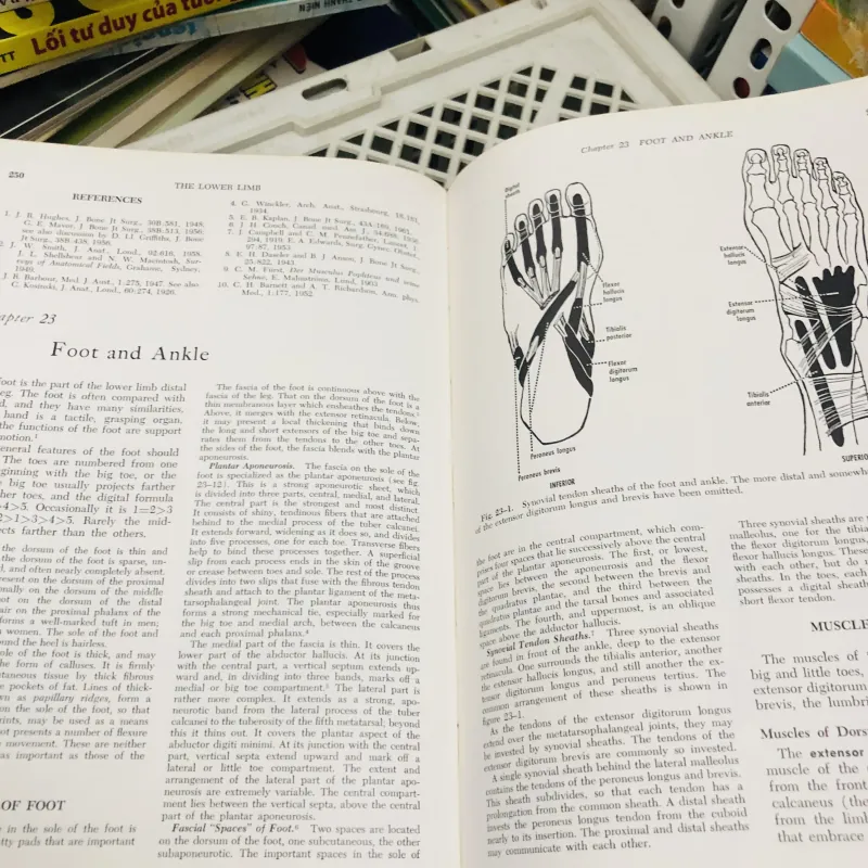 ANATOMY – Gardner • Gray • O’Rahilly 799199