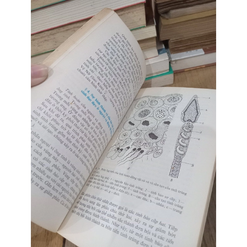 Giáo trình về cơ sở di truyền học - I.P. Karuzina 129730