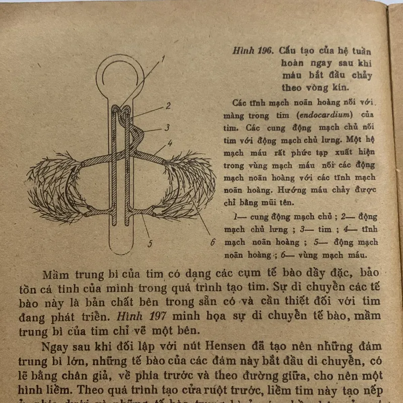 Phôi sinh học hiện đại, CHARLES W. BODEMER 709172