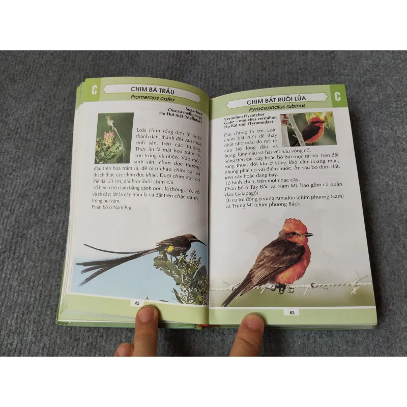 TỪ ĐIỂN TRANH VỀ CÁC LOÀI CHIM 719833