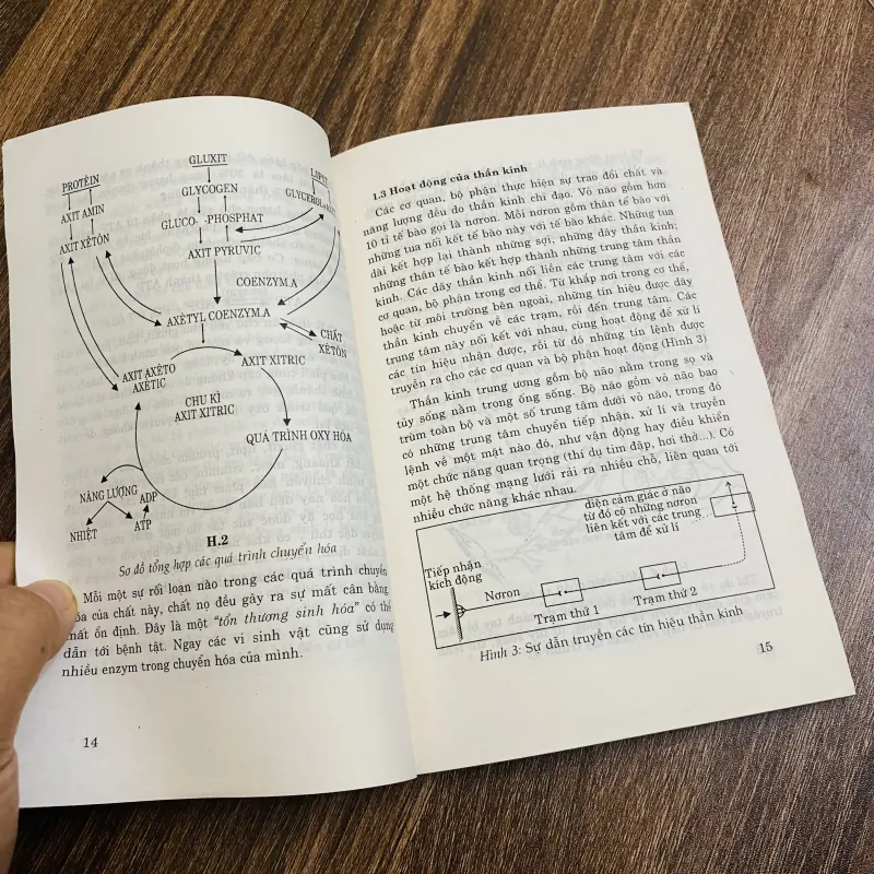 Từ Sinh Lí Đến Dưỡng Sinh -  Nguyễn Khắc Viện 590766