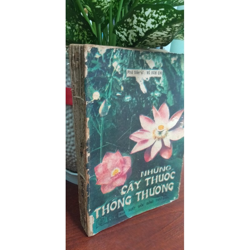 Những cây thuốc thông thường 193298