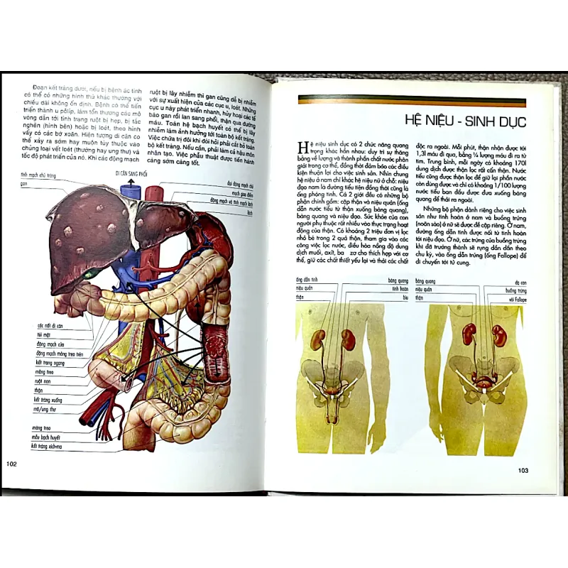 TẬP HÌNH ẢNH MỚI VỀ CẤU TRÚC CƠ THỂ NGƯỜI - VANIO VANNINI & GIULIANO POGLIANI 1044698