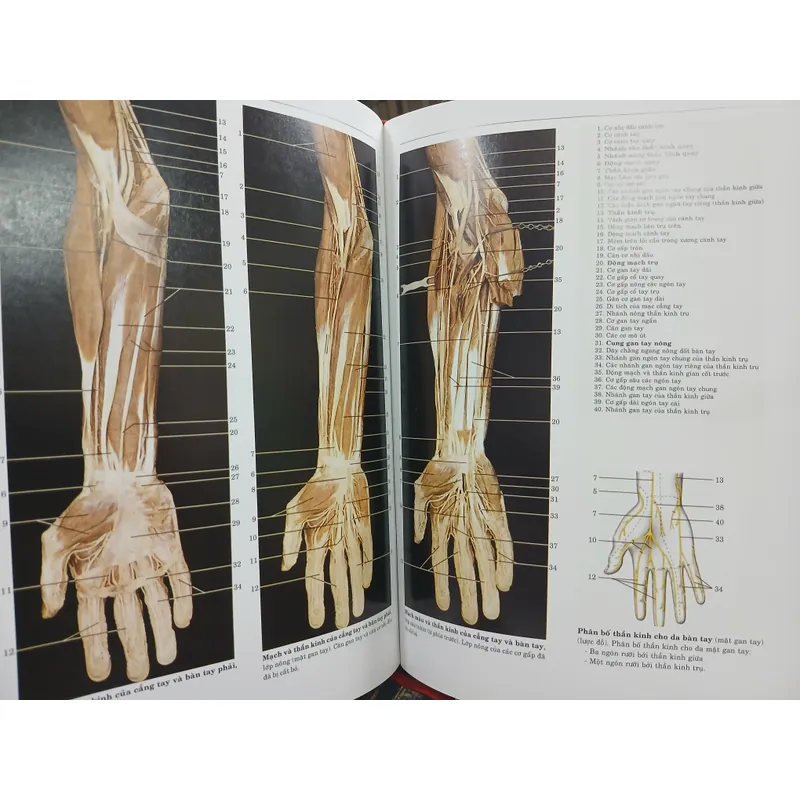 ATLAS GIẢI PHẪU NGƯỜI 592306