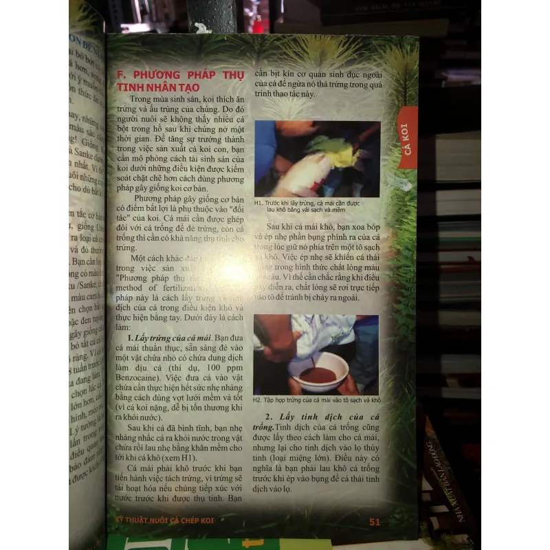 Kỹ thuật nuôi cá chép Koi - cá xiêm - cá rồng - cá dĩa - cá vàng - cá bảy màu 745842