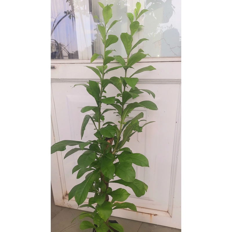 Cây đào tiên, cây như hình, chiều cao 60-80cm 502892