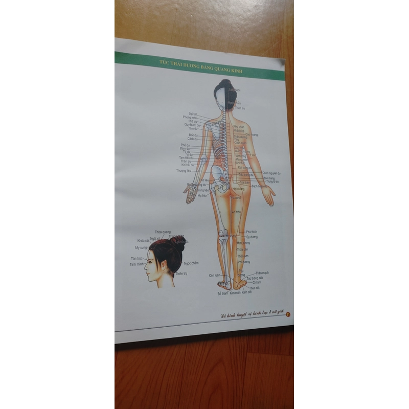 ĐỒ HÌNH HUYỆT VỊ KINH LẠC NỮ GIỚI  502868