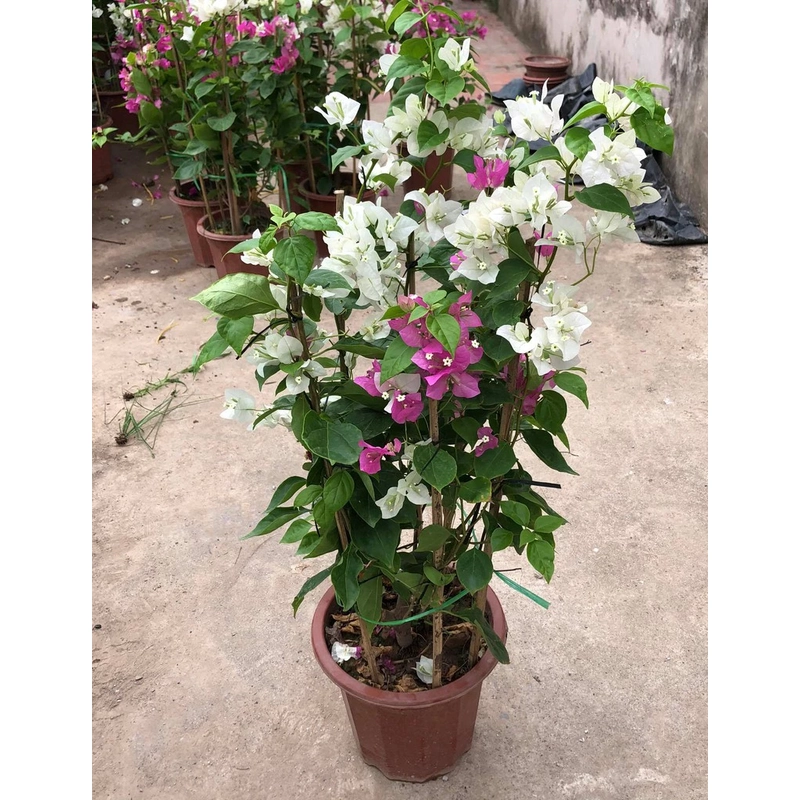 Hoa giấy hai màu trắng hồng tím 446042