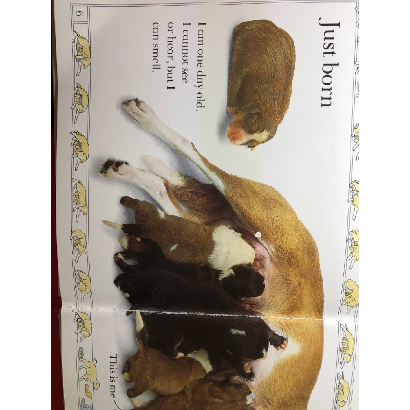 Puppy See how they grow DK HPB2607 NGOẠI VĂN 351756