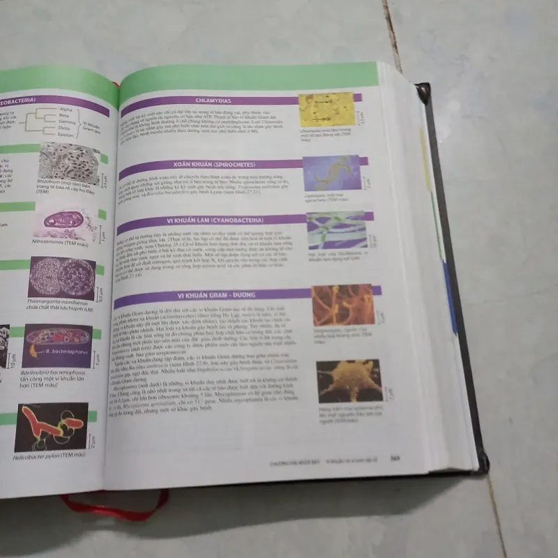 Sinh học Campbell 972269