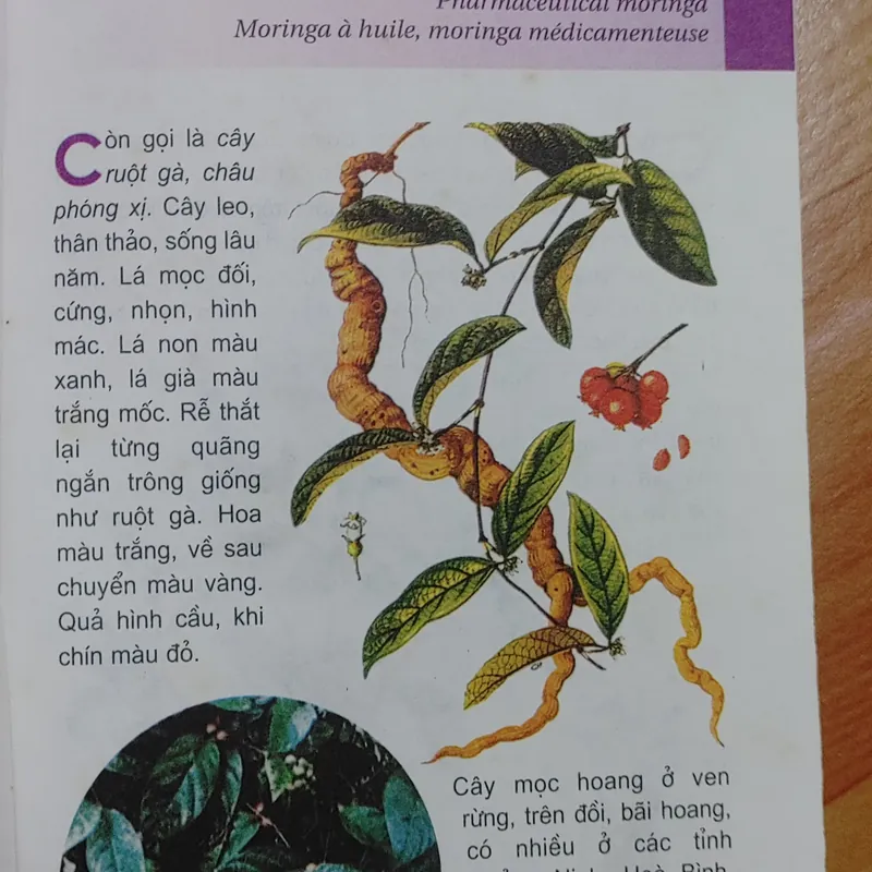 TỪ ĐIỂN TRANG VỀ CÁC LOẠI CÂY  571018