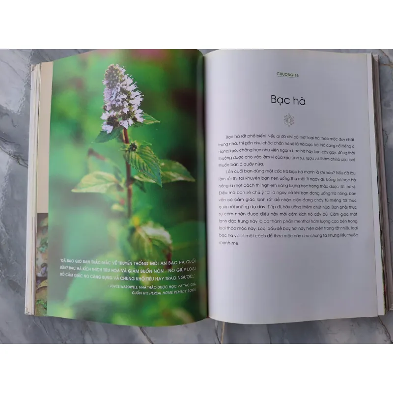 Năng Lượng Sống Từ Thảo Dược -Rosalee de la Forêt 604963