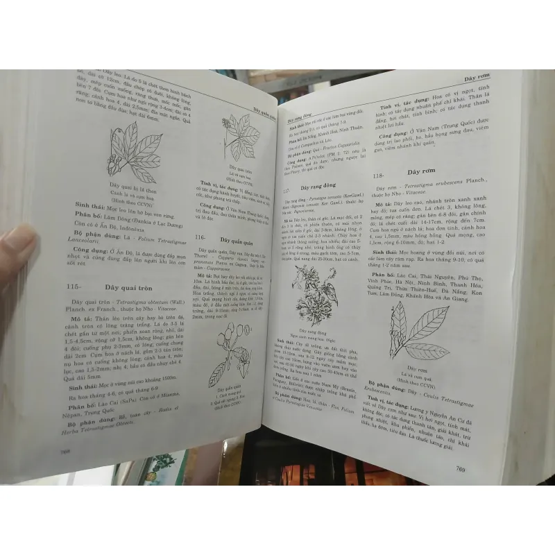 TỪ ĐIỂN CÂY THUỐC VIỆT NAM - VÕ VĂN CHI 455989