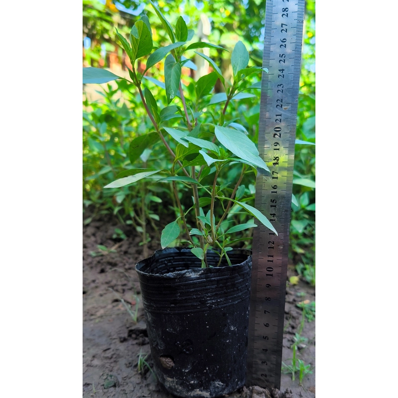 Chậu cây húng quế 478550