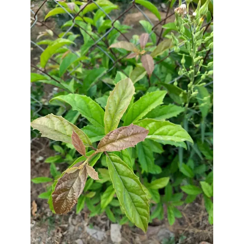 Lá xạ đen tươi 758184