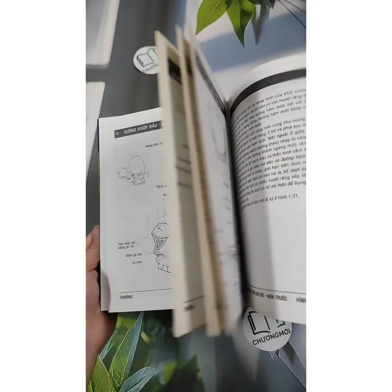 [MIỄN PHÍ BỌC SÁCH] Giải Phẫu (Đầu - Mặt - Cổ) - TS. Phạm Đăng Diệu 990450