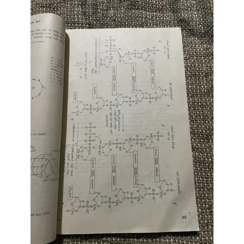 Cơ sở di truyền học ; 200 trang khổ lớn| LÊ ĐÌNH LƯONG - PHAN Cự NHÂN  1022825