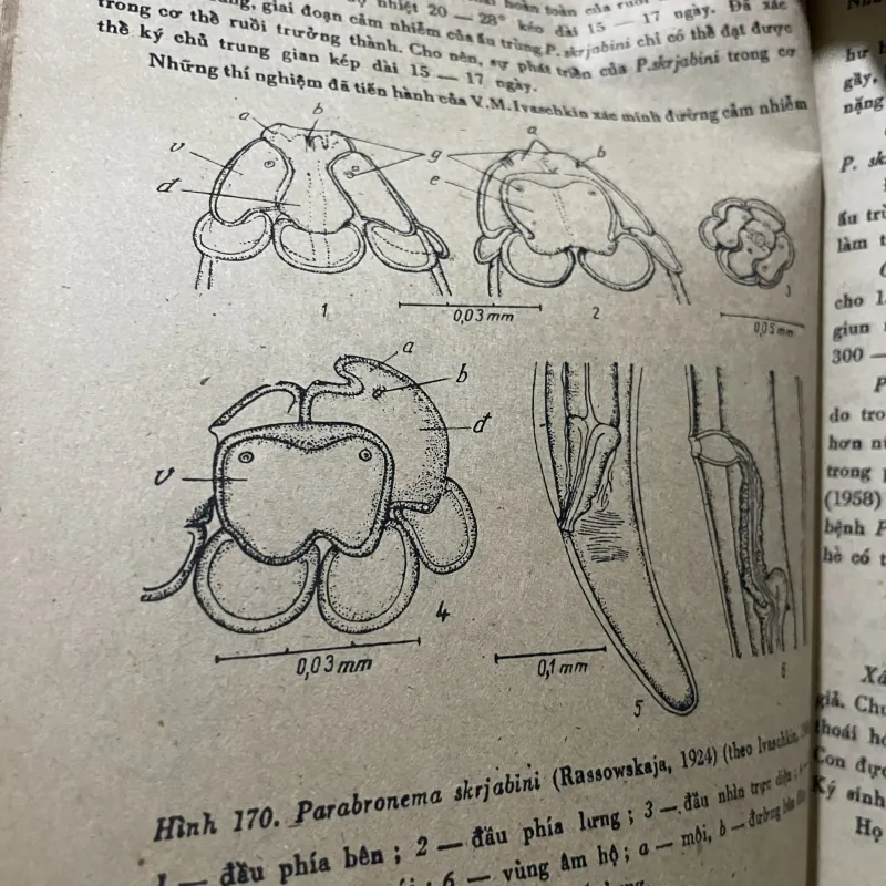 Nguyên lý môn giun tròn thú y 2; 200 trang khổ lớn  1009223