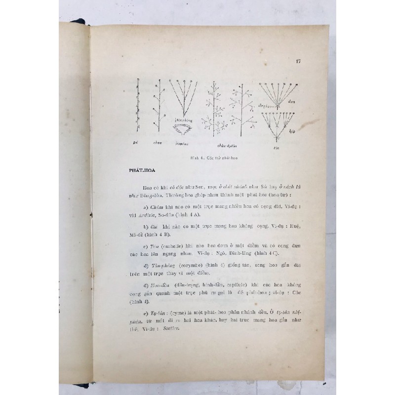 Cây cỏ miền nam Việt Nam - Phạm Hoàng Hộ ( trọn bộ 2 tập ) 128641