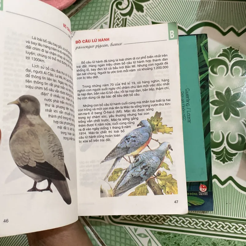 Từ điển tranh về các con vật  800456