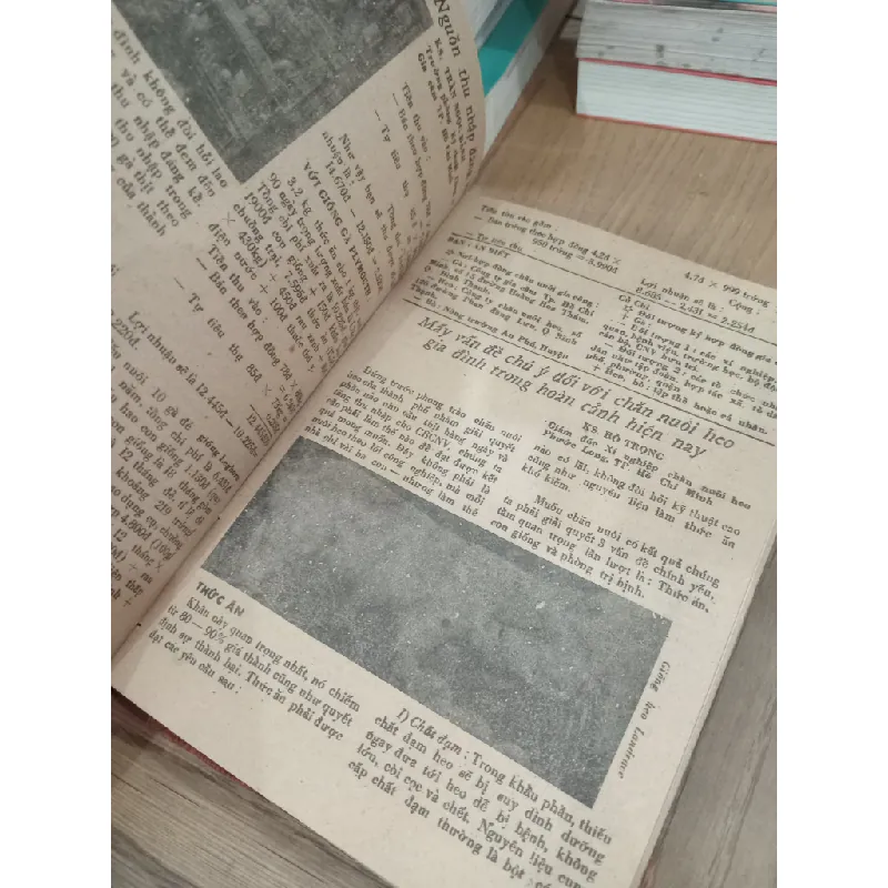 Kỹ thuật nuôi cá trê phi 706078