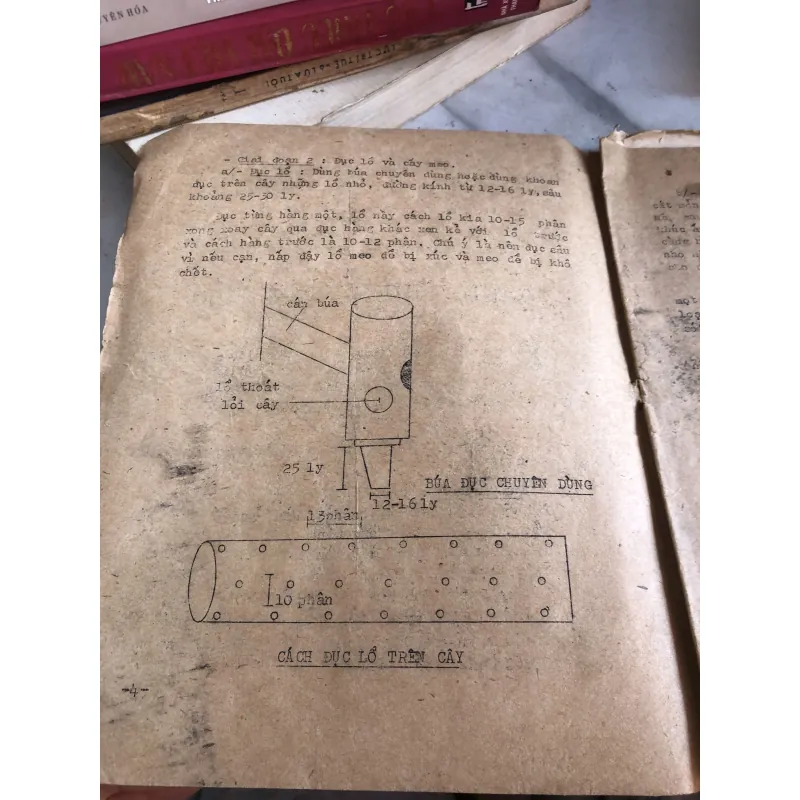 Phương pháp trồng nấm mèo  1004263