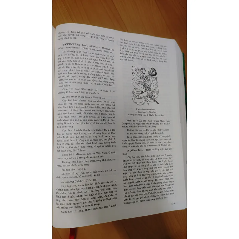 TỪ ĐIỂN THỰC VẬT THÔNG DỤNG TẬP 1 676003