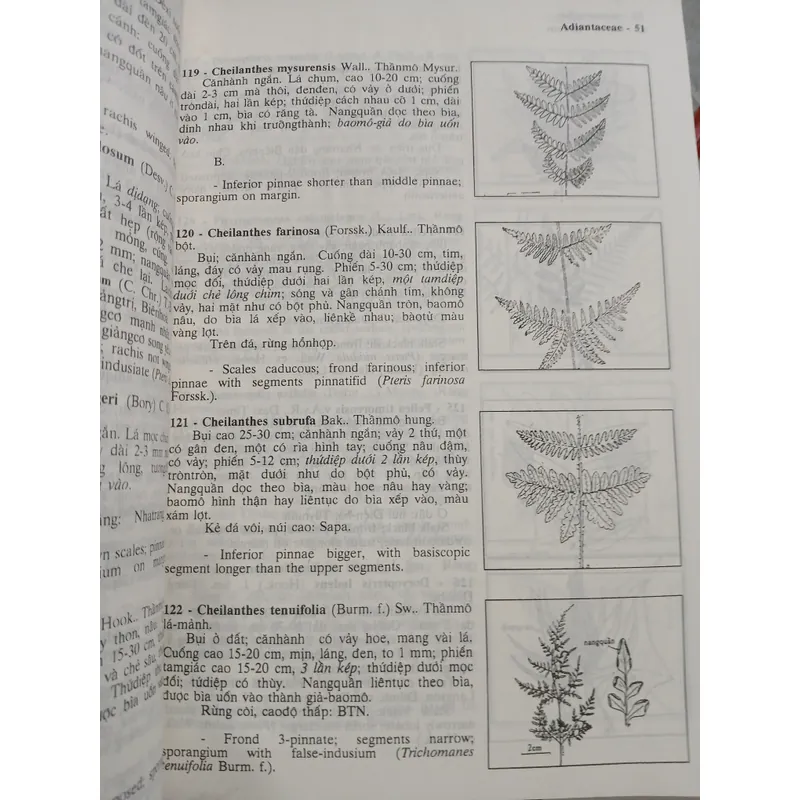 CÂY CỎ VIỆT NAM (QUYỂN I, II, III) - PHẠM HOÀNG HỘ 740112