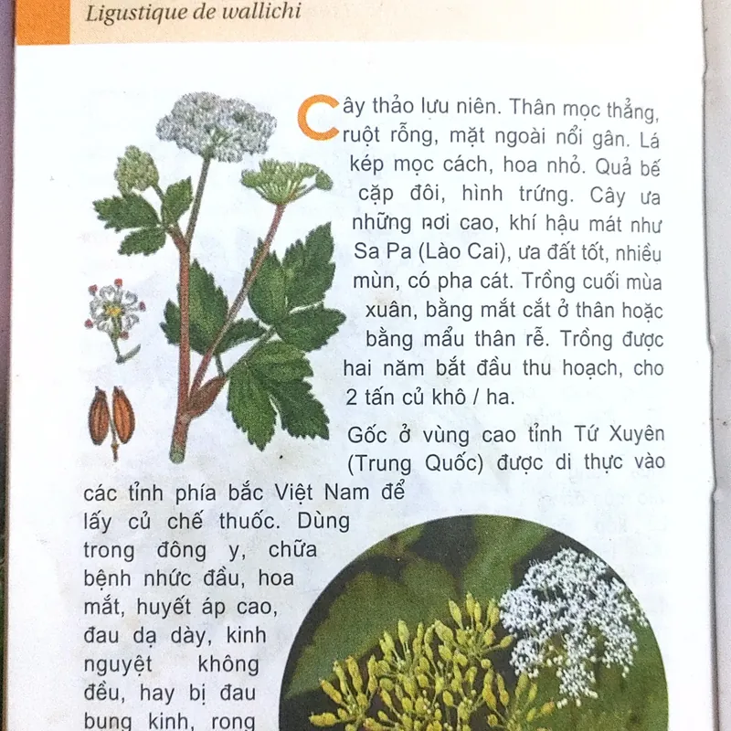 TỪ ĐIỂN TRANG VỀ CÁC LOẠI CÂY  571018