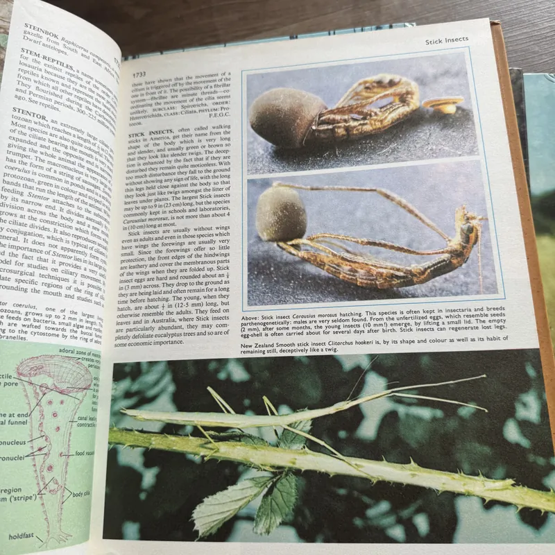 Encyclopedia of the Animal World 734448