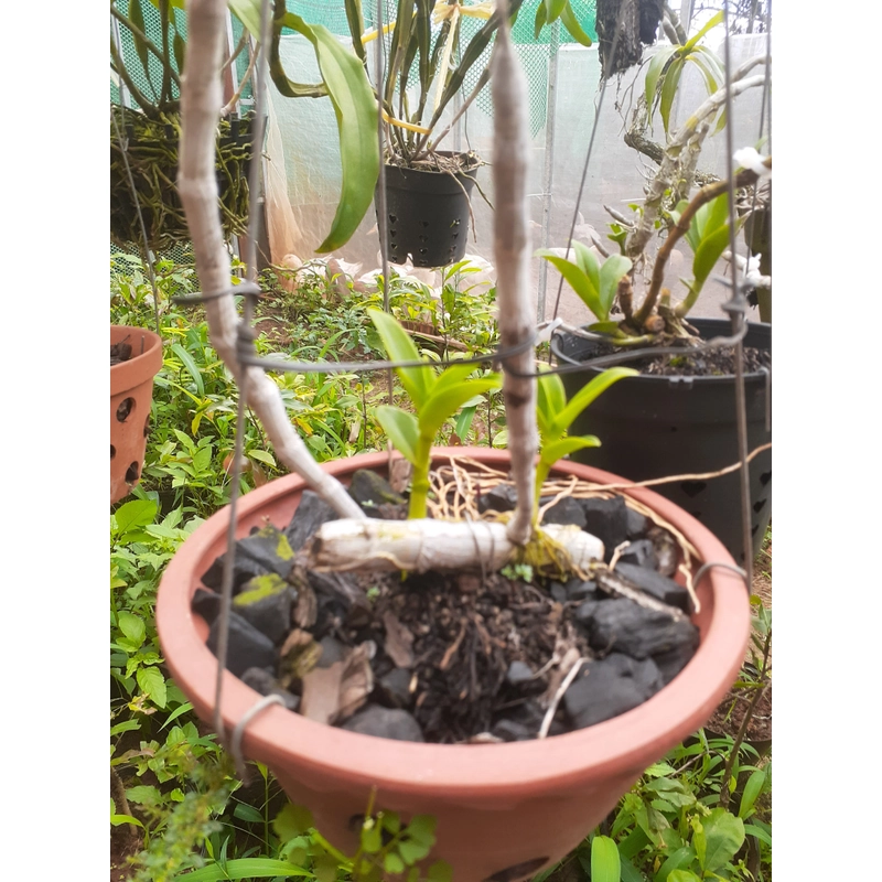 Hoa lan  phi diep 465560