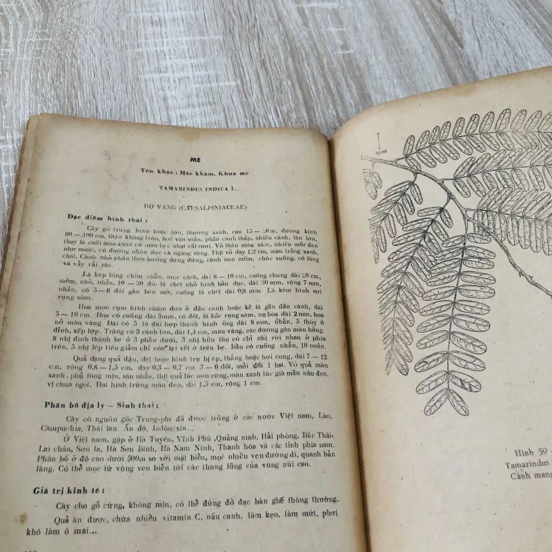 CÂY GỖ RỪNG VIỆT NAM ( tập 2,4,5,6) 956969