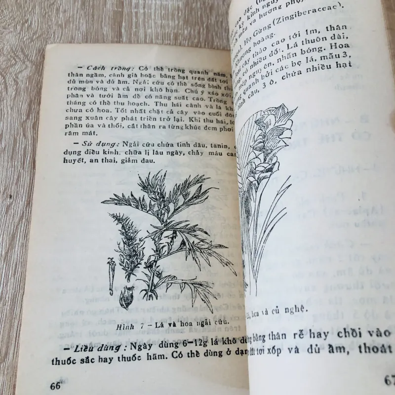 TRỒNG VÀ SỬ DỤNG CÂY THUỐC Ở TRƯỜNG PHỔ THÔNG  956952