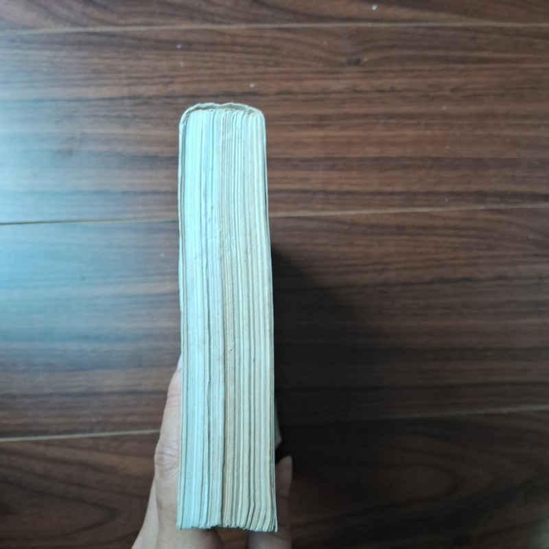 Bãi biển cây cọ 505905