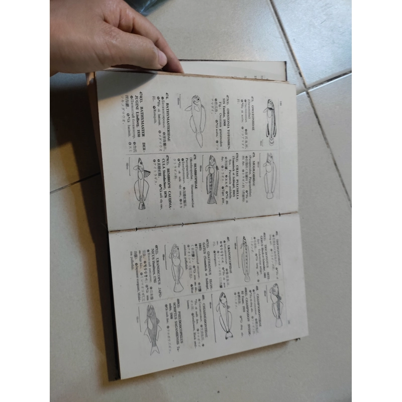 Danh từ đối chiếu tên các loài cá có giá trị kinh tế ở miền tây thái bình dương  477157