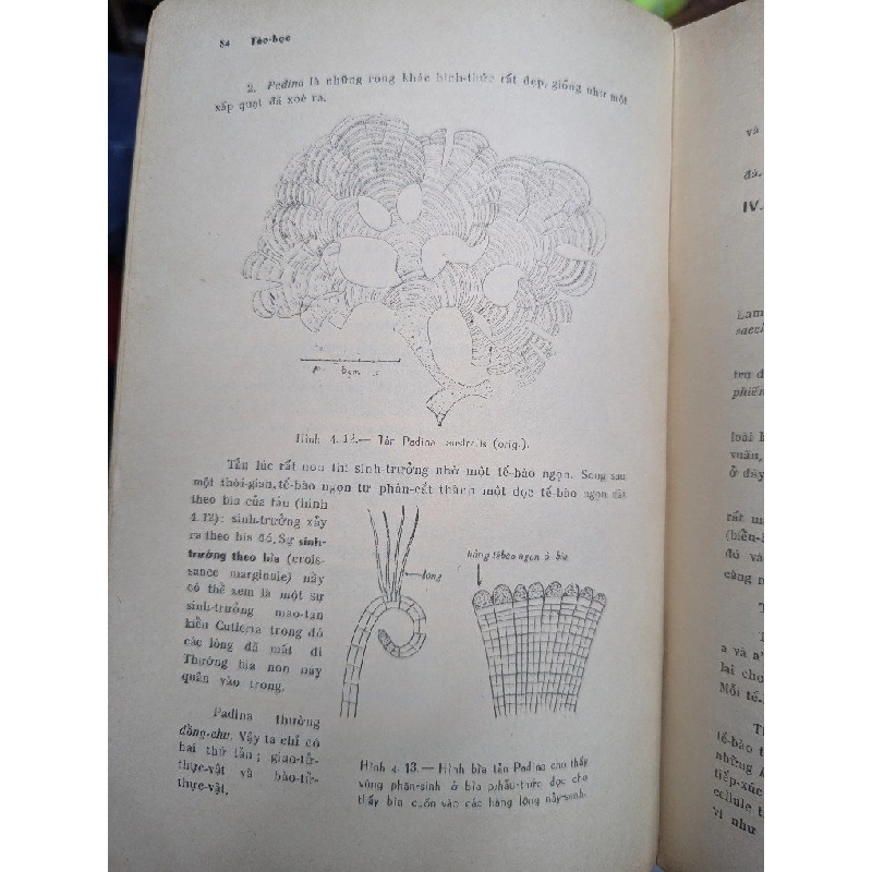 TẢO HỌC - PHẠM HOÀNG HỘ 191586