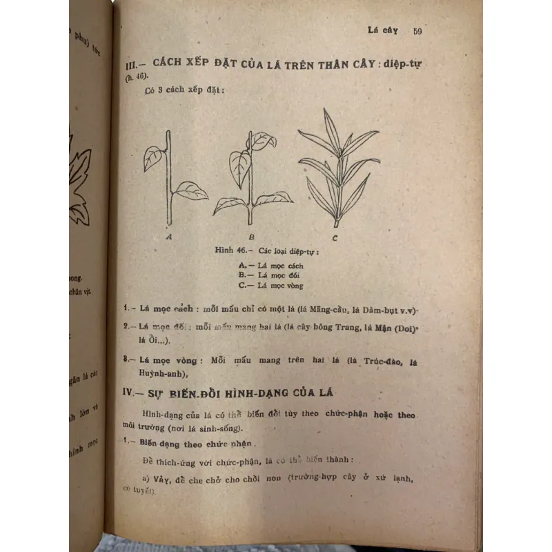 VẠN VẬT HỌC LỚP MƯỜI MỘT A - ĐỖ DANH TẦM & NGUYỄN VĂN LONG 718338