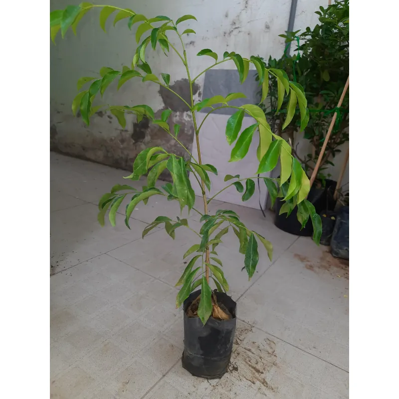 Cây mắc mật - cây móc mật, chiều cao 30-40cm, như hình 760979