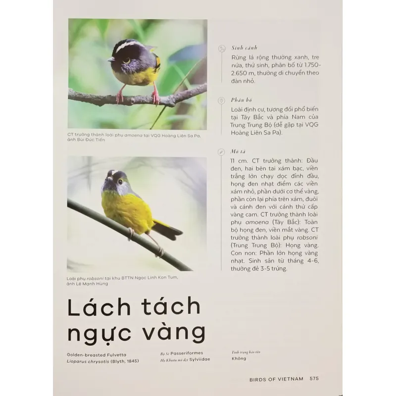 Các loài chim Việt Nam (Lê Mạnh Hùng) 736179