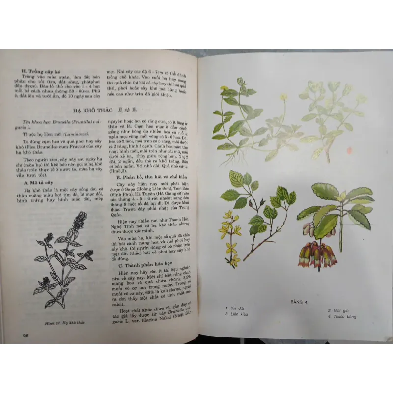 NHỮNG CÂY THUỐC VÀ VỊ THUỐC VIỆT NAM 682769