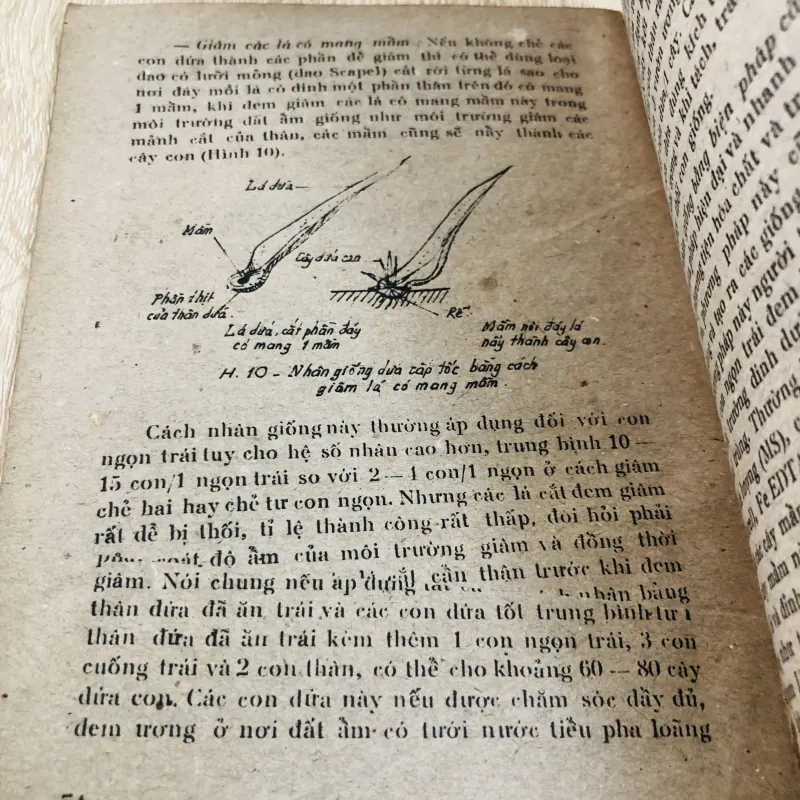 CÂY DỨA VÀ KỸ THUẬT TRỒNG DỨA Ở MIỀN NAM 956945