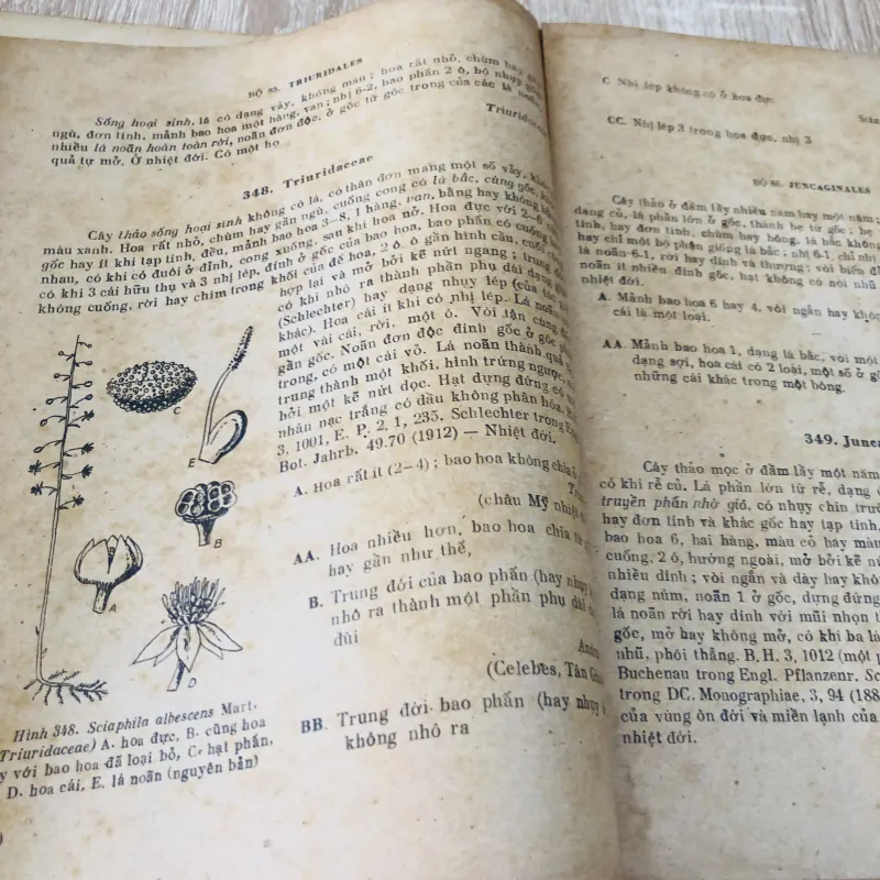 NHỮNG HỌ THỰC VẬT CÓ HOA ( Tập 2) - Cây một lá mầm 956971