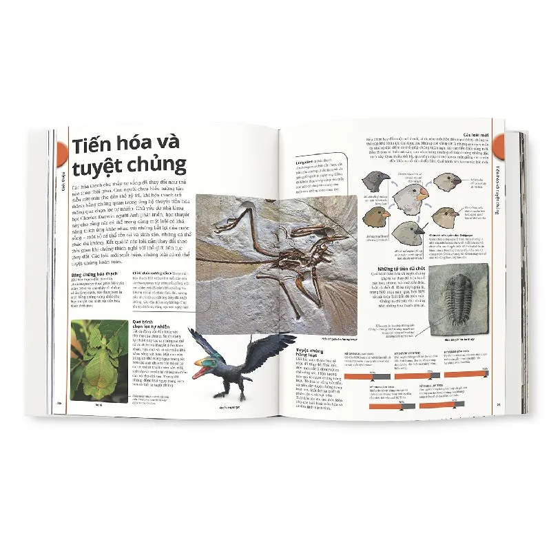 Khủng Long - DK 690114