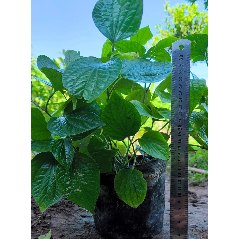 Chậu to cây lá lốt 478554
